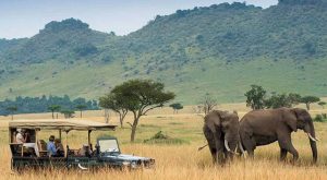 Kenya’s Tourism Ministry Launches Virtual Safari Livestream