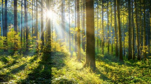 US Businesses, Governments and Non-Profits Join Global Push for 1 Trillion Trees