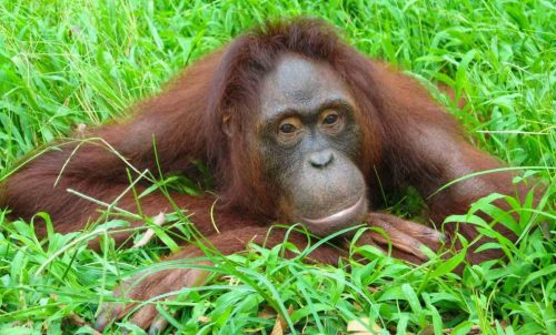 Rimba Raya Becomes First Forest Conservation Project in the World