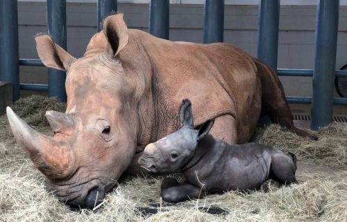 Endangered White Rhino Baby Born at Disney Animal Kingdom-TRAVELINDEX Endangered White Rhino Baby Born at Disney’s Animal Kingdom
