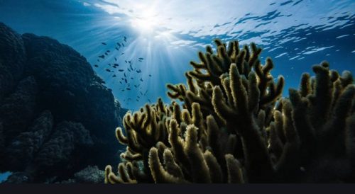 Collaboration and Environmental Protection Dominate Addresses at Davos Agenda