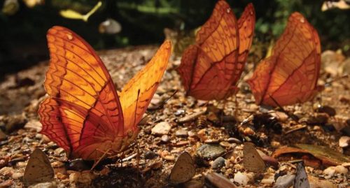 Thailand’s Kaeng Krachan Forest Added to World Heritage List