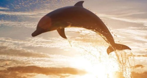 World Leaders Call for Urgent Action to Protect the Oceans