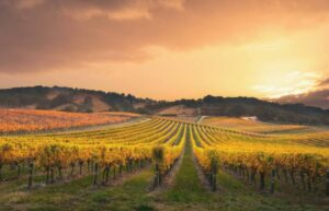 ecoSPIRITS Launches First Circular Wine Technology